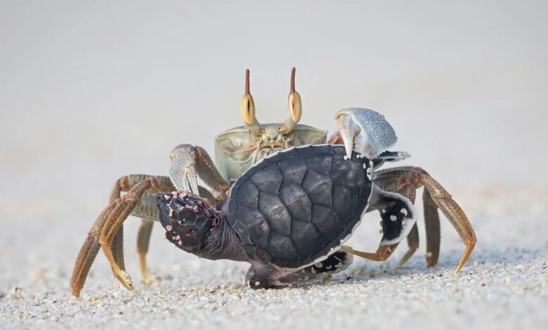 Fotos del año: ¿quién ganó en los British Photography Awards 2025 entre los habitantes acuáticos?