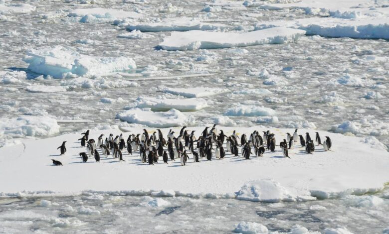 Cómo la observación de pingüinos ayudó a desarrollar algoritmos universales para robots y drones