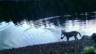 В Канаде впервые зафиксировали