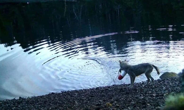 Wild Wolf in Canada Caught Using Fishing Net to Get Food for the First Time