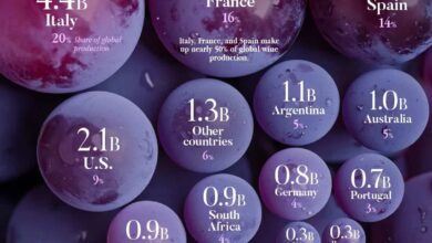 Какие страны лидируют в мировом производстве вина в 2024 году и почему Европа теряет позиции