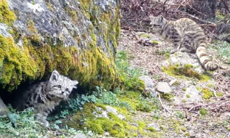 Rare Andean cat family captured on camera for the first time in the mountains of South America