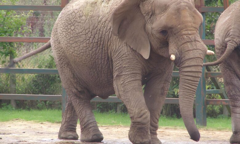 Elefantes y drones: cuánto tardan los animales en dejar de temer a los drones en la naturaleza