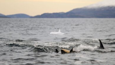 Редчайшие кадры: в Норвегии впервые сняли появление на свет детёныша косатки