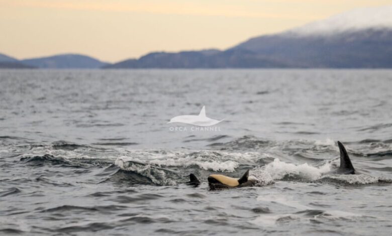 Rare Footage: Orca Calf Birth Captured for the First Time in Norway