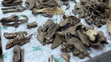 Археозоология раскрыла тайны средневекового городища Саломатово и его обитателей