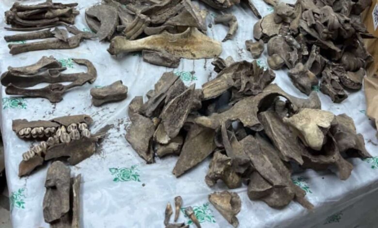 Archaeozoology Uncovers the Secrets of the Medieval Settlement Salomatovo and Its Inhabitants