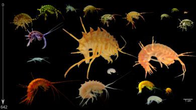 Миллионы лет эволюции разделили байкальских рачков на виды