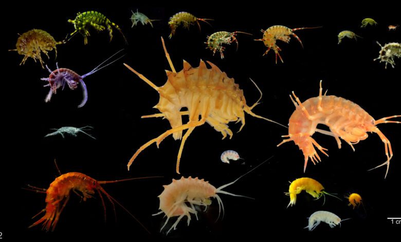 Millions of Years of Evolution Split Baikal Crustaceans Into Species Unable to Interbreed