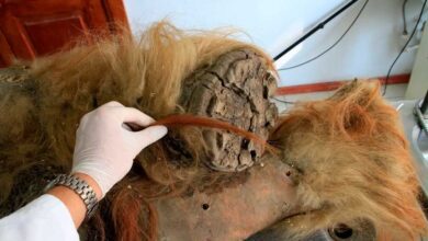 Ученые извлекли древнейшую РНК из останков мамонтенка Юка в вечной мерзлоте