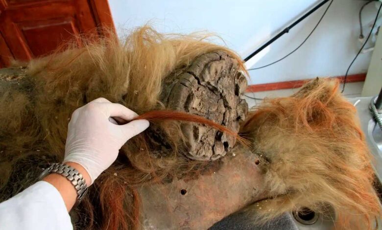 Scientists Extract Oldest RNA From Yuka Mammoth Preserved in Permafrost