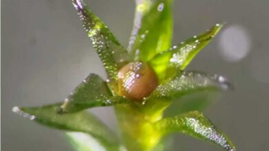 Японские ученые доказали: споры мха способны выживать в открытом космосе почти год