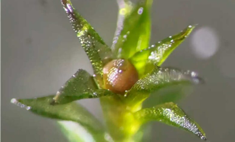 Japanese Scientists Prove: Moss Spores Can Survive in Open Space for Almost a Year