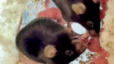 Ученые обнаружили у мышей уникальные навыки помощи при родах