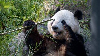 Уникальная анатомия лап позволила пандам освоить использование предметов как инструментов