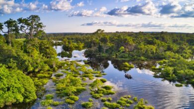 Африканские леса перестали быть «легкими планеты» и теперь выбрасывают больше CO₂