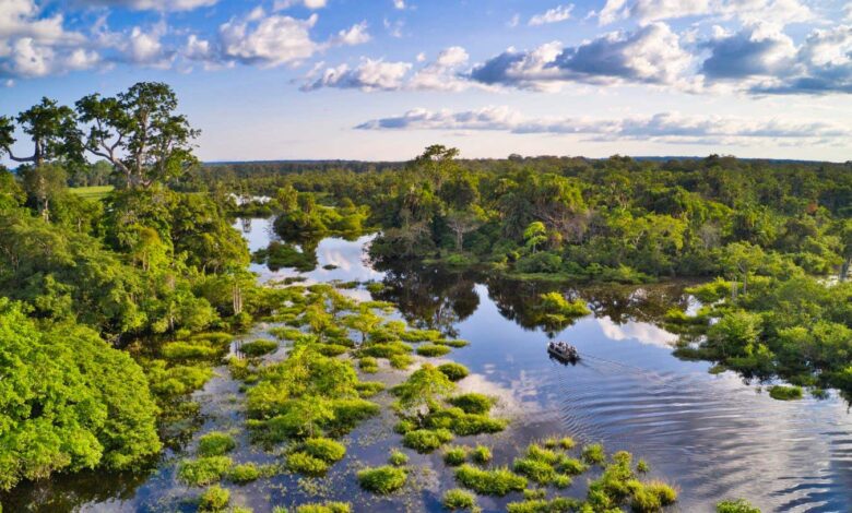 African Forests No Longer the ‘Lungs of the Planet’—Now Emit More CO₂