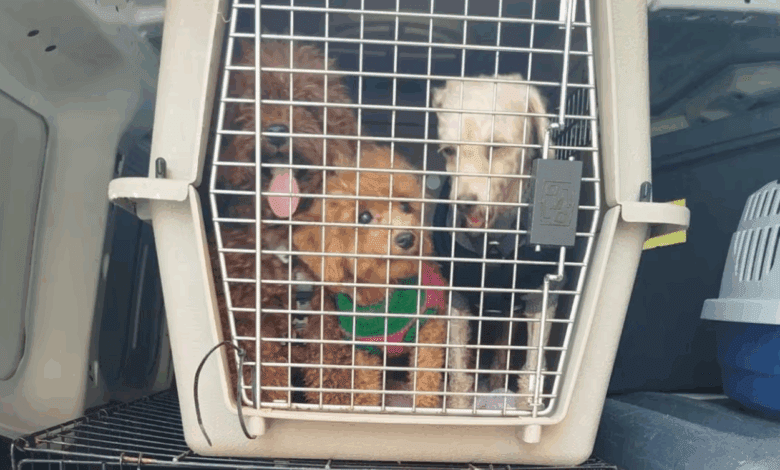 Descubren 16 perros en un criadero ilegal en una vivienda de Valencia