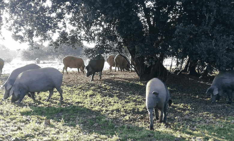 Spanish Ham Producers Clash Over True Jamón Standards: What’s Happening in the Market