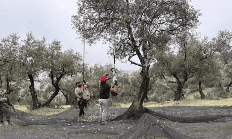 Agrarian Crisis in Spain: Labor Shortage Threatens Olive and Citrus Harvest