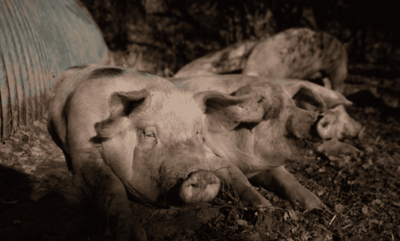 Detectados nuevos casos de peste porcina africana en jabalíes en Collserola (Barcelona)