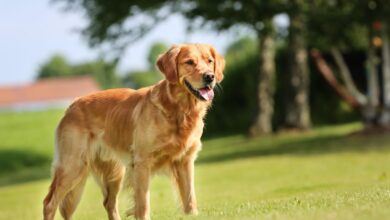 Генетика агрессии у собак и депрессии у людей связаны на молекулярном уровне