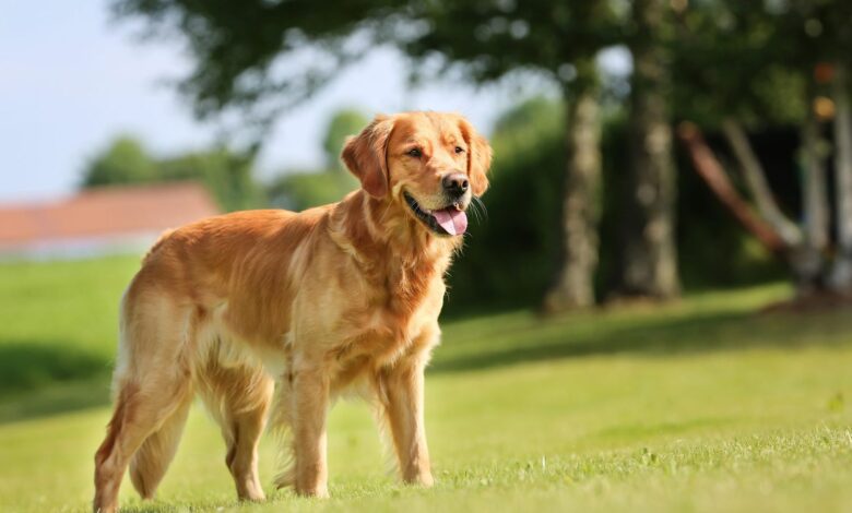 Genetics of Dog Aggression and Human Depression Linked at Molecular Level