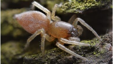 Как пауки Clubiona переживают морозы и что скрывают их уникальные белки