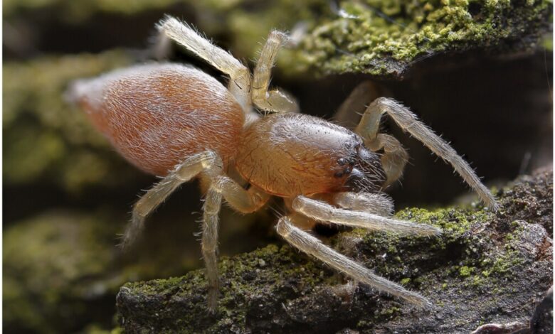 How Clubiona Spiders Survive the Cold and What Their Unique Proteins Reveal