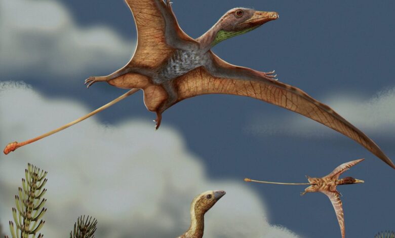 How Pterosaur and Bird Brains Evolved for Flight Along Different Paths