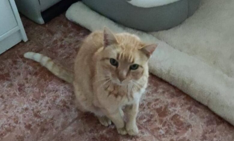 Griñón Pensioner Reunites with Her Cat Five Years After Separation