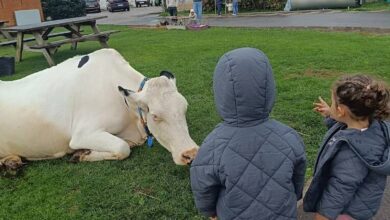 Бесплатная семейная экскурсия в Астурии: как делают сыр и рис с молоком на эко-ферме