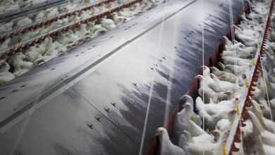 В Испании ввели обязательное закрытие всех птицеферм из-за угрозы птичьего гриппа