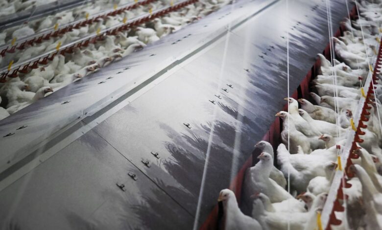 Spain Orders Mandatory Closure of All Poultry Farms Over Bird Flu Threat