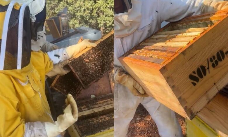 A Day in the Life of a Beekeeper: How Honey Is Made in Rural Spain