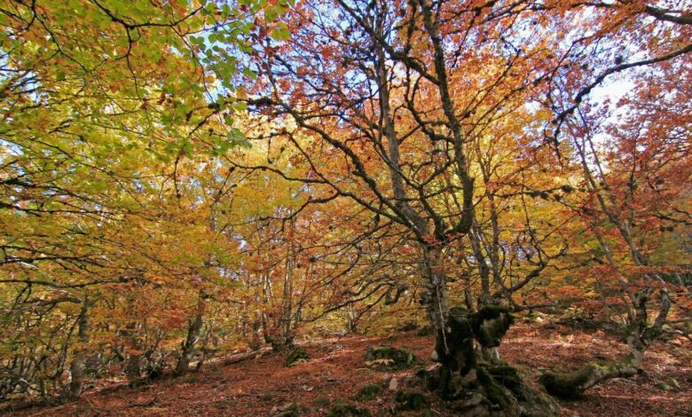 Bosque de hayas en otoño en Castilla y León: un paisaje de árboles centenarios