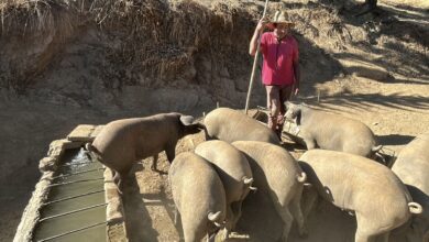 В Каталонии началась масштабная операция по отлову кабанов из-за угрозы африканской чумы