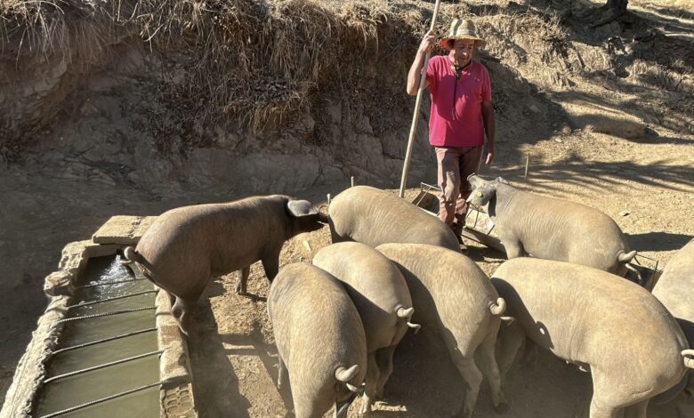 Cataluña lanza una operación masiva para capturar jabalíes ante la amenaza de la peste porcina africana