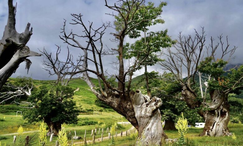 El Abario: Cantabria’s Centuries-Old Chestnut Forest of Sculpted Trees