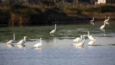 Природный парк в Каталонии как из фильмов Хаяо Миядзаки