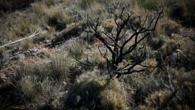 В Алмерии за сезон 2025 года огонь уничтожил почти 2400 гектаров — два крупных пожара