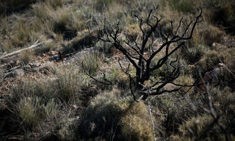 En Almería, el fuego arrasa casi 2.400 hectáreas en la temporada 2025: dos grandes incendios forestales