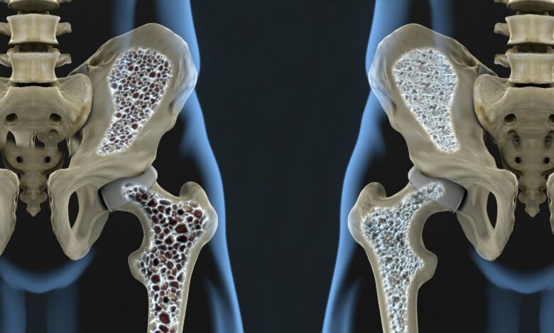 New bone regeneration mechanism: scientists unveil path to osteoporosis treatment