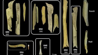 В Бельгии обнаружены доказательства массового убийства и поедания женщин и детей неандертальцев