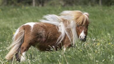 В Германии появился новый рекордсмен: миниатюрный жеребец Пумукель стал самым маленьким конём в мире