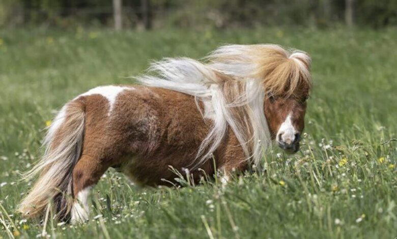 Nuevo récord en Alemania: el diminuto semental Pumuckel es el caballo más pequeño del mundo