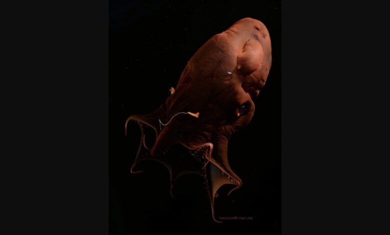 Geneticists Uncover Ancient Secrets of the Vampire Squid: Related to Squids and Octopuses