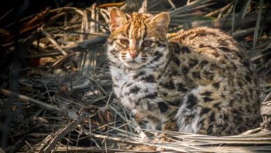 Как бенгальская кошка не стала домашней в Китае за 3500 лет