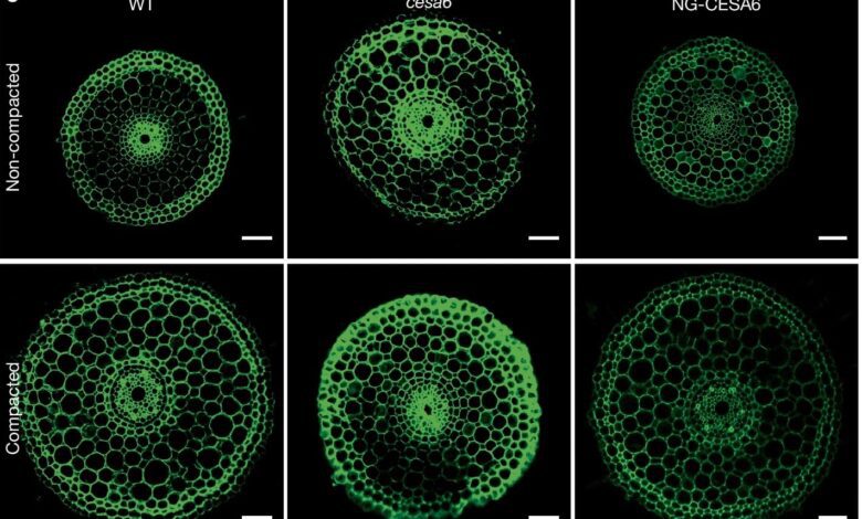 How Rice Roots Penetrate Dense Soil Using Pipe Principles
