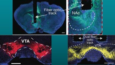 Как дофамин во сне помогает мозгу закреплять двигательные навыки у млекопитающих